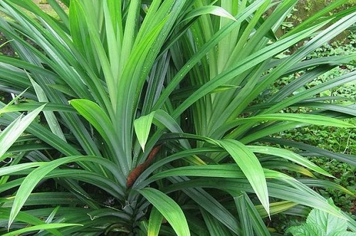 Chữa tiểu đường bằng lá dứa