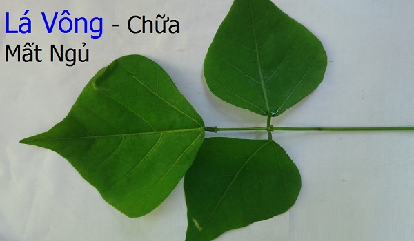 la-vong-chua-mat-ngu-co-su-hieu-qua