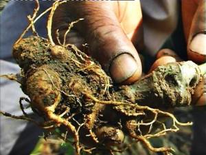 tac-dung-cua-sam-ngoc-linh-2