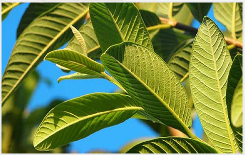 4 cách chữa bệnh chàm tại nhà hiệu quả