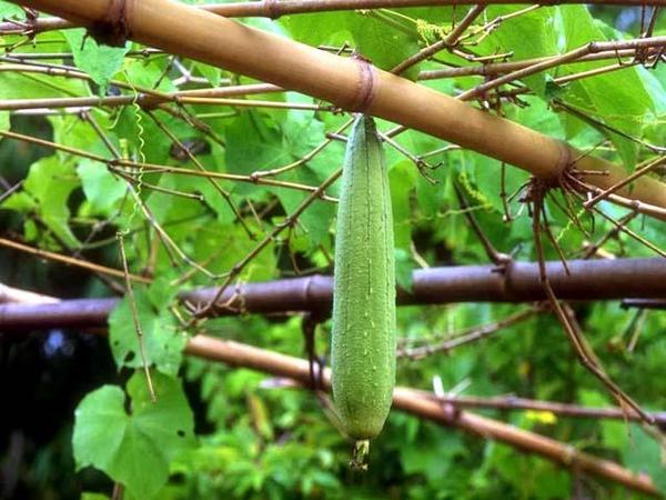 6-loai-thuc-pham-tot-cho-da-4