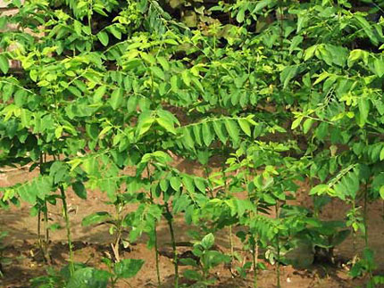 sức khỏe, phụ nữ, rau ngót, vitamin, giảm cân, làm mẹ