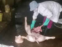 Vạch trần đường dây buôn lợn ốm chết ở Hưng Yên: Giáp mặt những ông trùm lợn chết