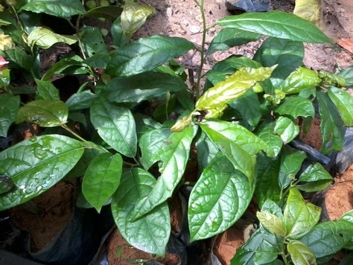 công dụng của cây xạ đen