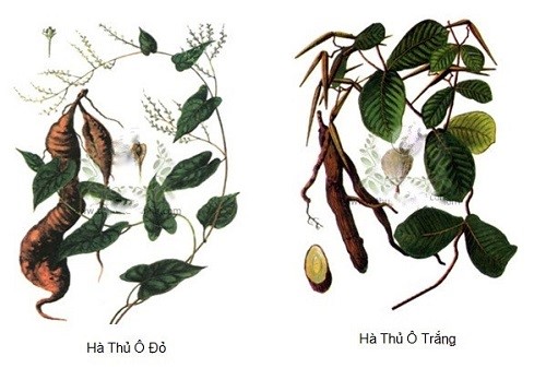 công dụng của cây hà thủ ô