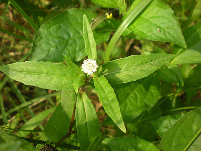 Eclipta Alba / false daisy / asteraceae / Missouriplants.com