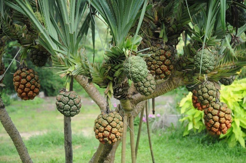 cây dứa dại chữa bệnh tiểu đường