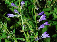 Bài thuốc chữa ung thư cứu đời người nghèo chỉ từ 2 vị thuốc đơn giản