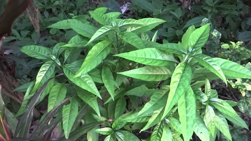 công dụng cây hoàn ngọc