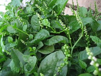 Giật mình 5 tác hại của mồng tơi chưa từng được biết