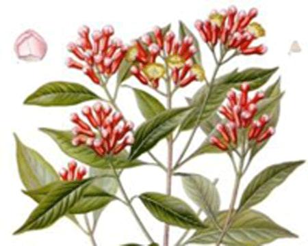 Đinh hương chữa khớp, xuất tinh sớmĐinh hương là loại cây xanh mọc hoang trong rừng hoặc được trồng để thu hoạch hoa làm gia vị và làm thuốc trị nhiều bệnh...