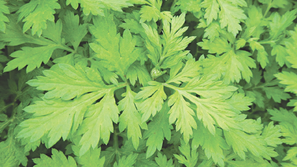 Ngải cứu trong phòng và điều trị bệnh