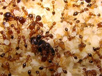 Mẹo cực hay đuổi kiến, diệt kiến không cần thuốc